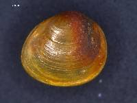 Pisidium nitidum image