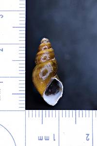 Juga bulbosa image