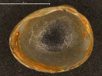 Pisidium walkeri image