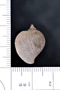 Radix auricularia image