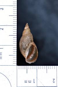 Nucella lapillus image