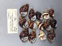 Liguus fasciatus image