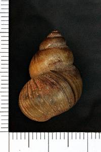 Viviparus subpurpureus image