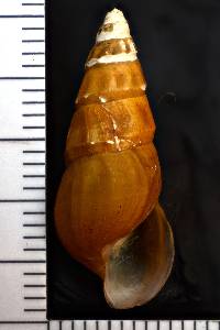 Elimia virginica image