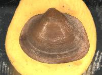 Musculium lacustre image