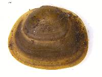 Sphaerium rhomboideum image