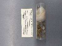 Sphaerium rhomboideum image