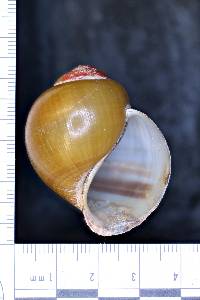Pila gracilis image