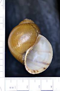 Pila gracilis image