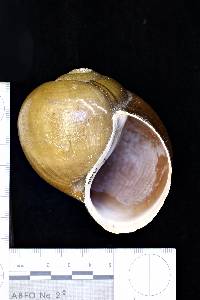 Pila ampullacea image