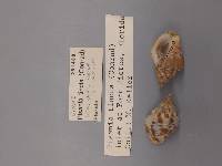 Gemophos tinctus image