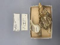 Colus stimpsoni image