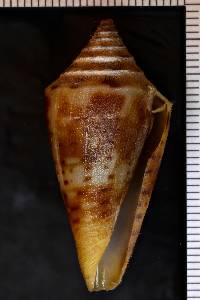 Conus anabathrum image