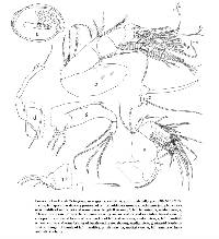 Asteropella kaufmani image