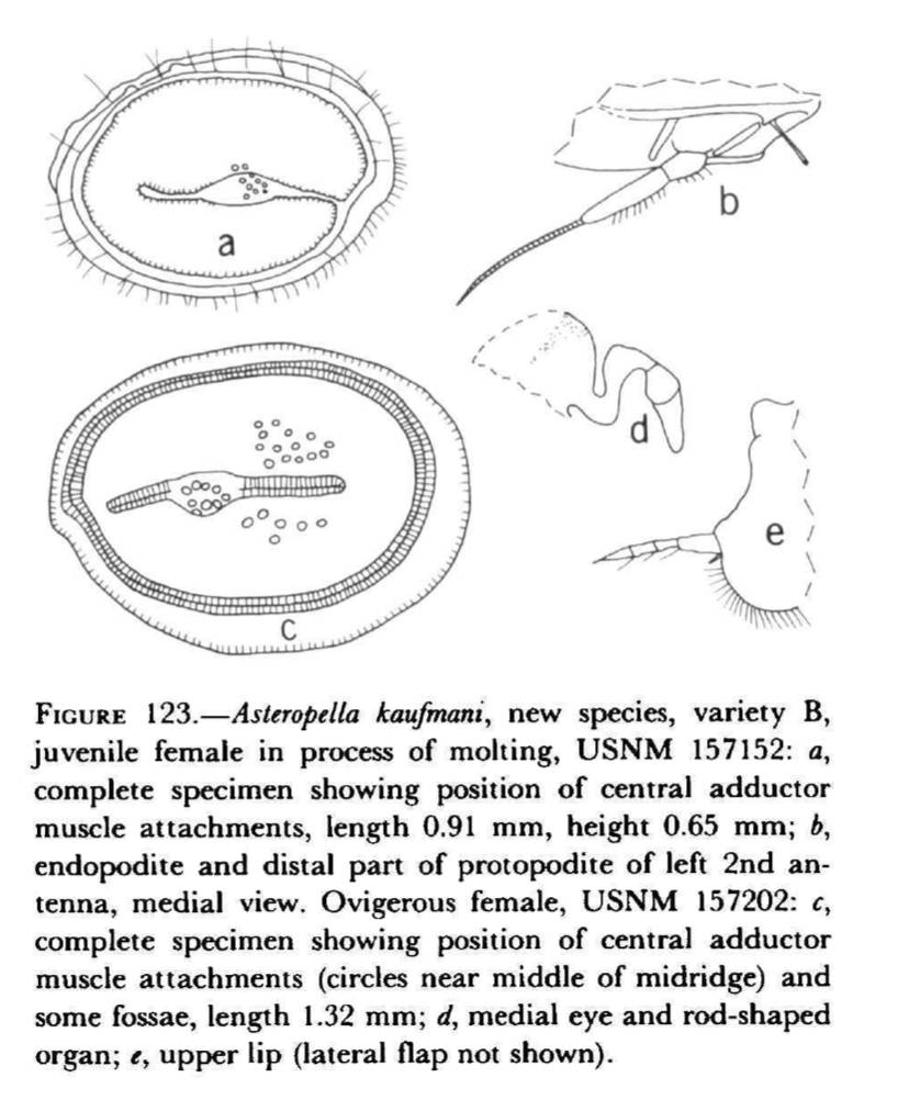 Asteropella kaufmani image