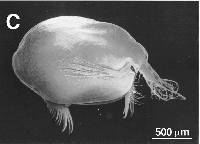 Image of Photeros parasitica