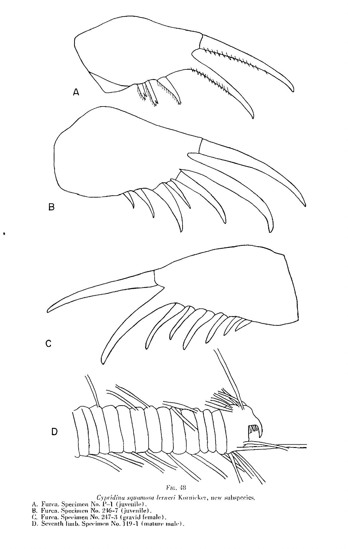 Skogsbergia lerneri image