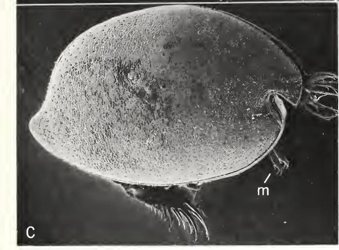 Ostracoda image